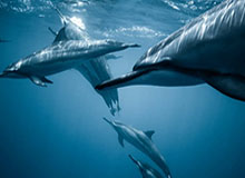 BLG发布对阵JDG/IG赛事Vlog：胜决，我们来了！